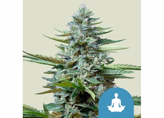 Royal Queen Seeds - Stress Killer Automatic CBD (10)