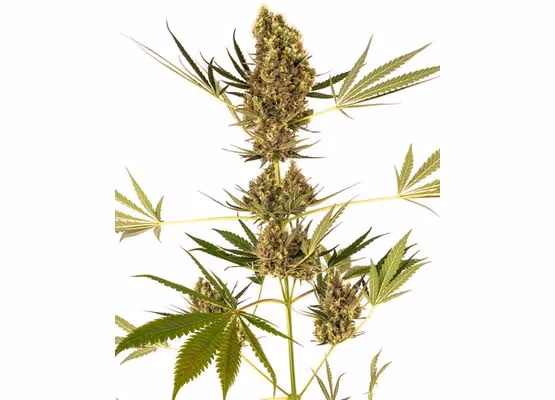 Sensi Seeds - Alpine Delight CBD Auto (3)