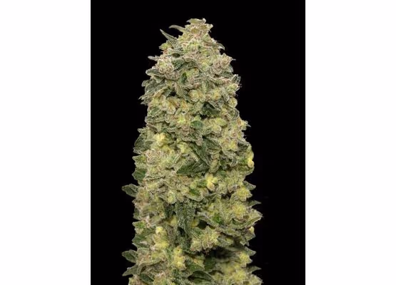 Advanced Seeds - Auto Afghan Skunk (1-3-5-10)