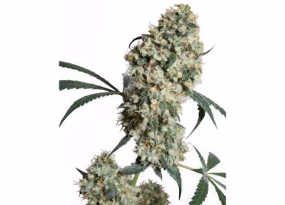 Ed Rosenthal Super Bud ® * Sensi Seeds 10 Seeds Reg :: (10 Reg Seeds)