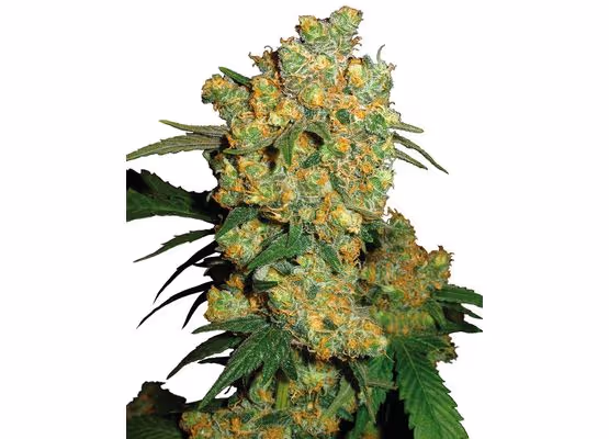 Big Bud ® Sensi Seeds (10 Reg Seeds)
